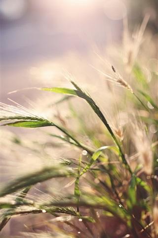 青草苹果版青草服饰配件安卓-第1张图片-亚星国际官网