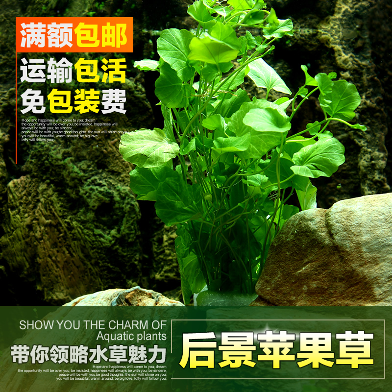 青草苹果版青草服饰配件安卓-第2张图片-亚星国际官网