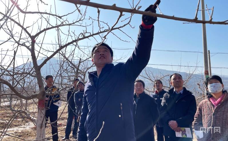 家庭版苹果树如何修剪:瞰县域丨甘肃静宁：果园提质增效“三步曲”-第2张图片-亚星国际官网