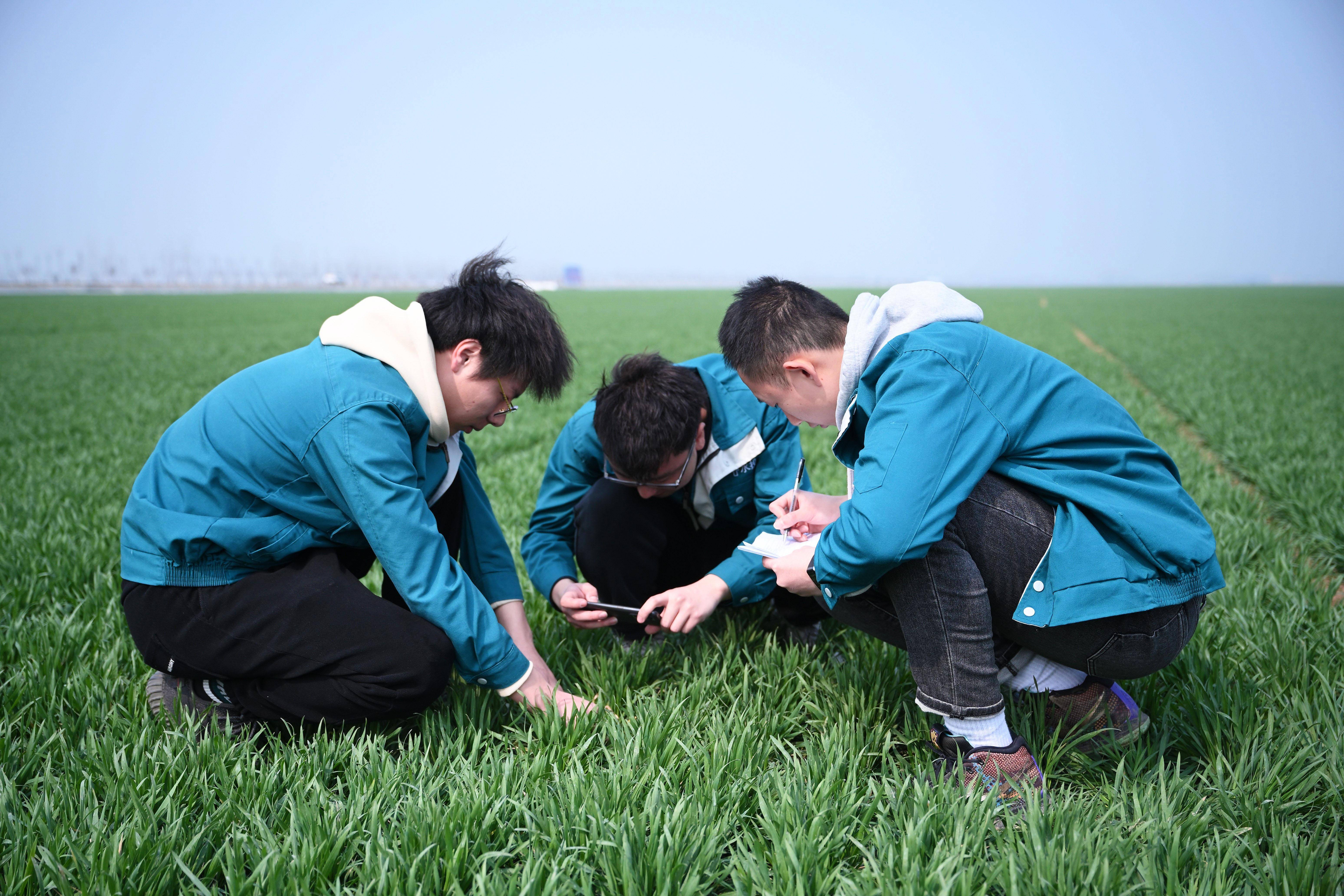 开心竞技场苹果版直接下载:河南西平：4名“田秀才”“托起”万亩粮田-第2张图片-亚星国际官网