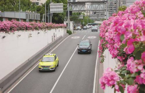 新澳门浦东苹果版:上海“百条花道”三成主打月季