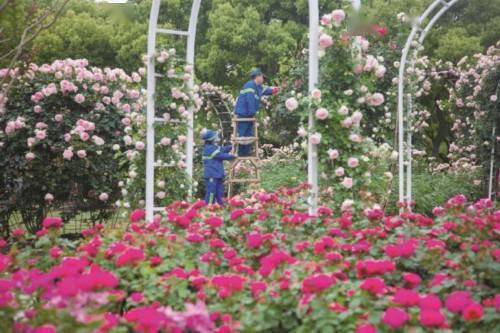 新澳门浦东苹果版:上海“百条花道”三成主打月季-第2张图片-亚星国际官网
