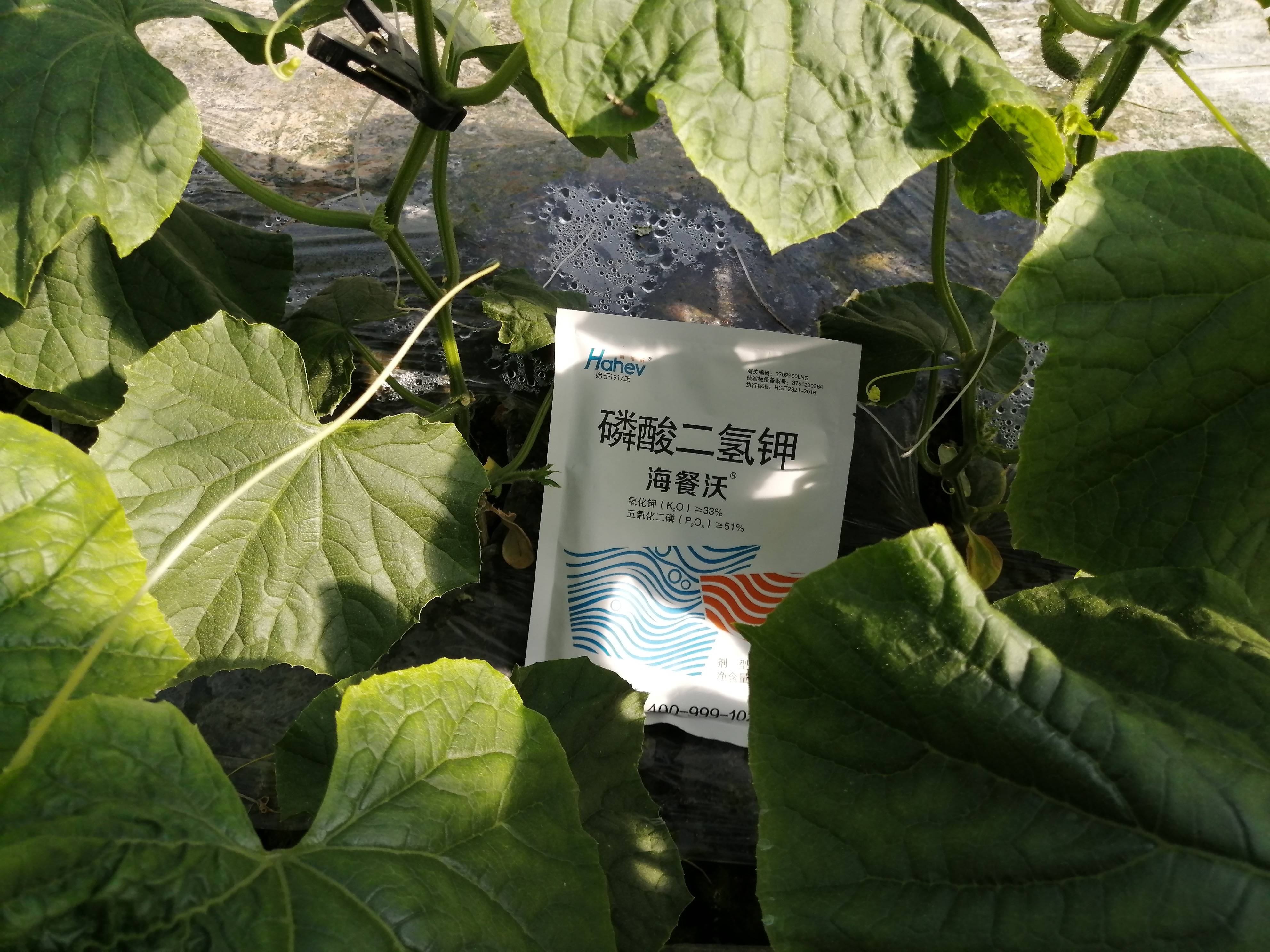 哪个牌子的手机好:磷酸二氢钾哪个牌子的质量好?-第3张图片-亚星国际官网