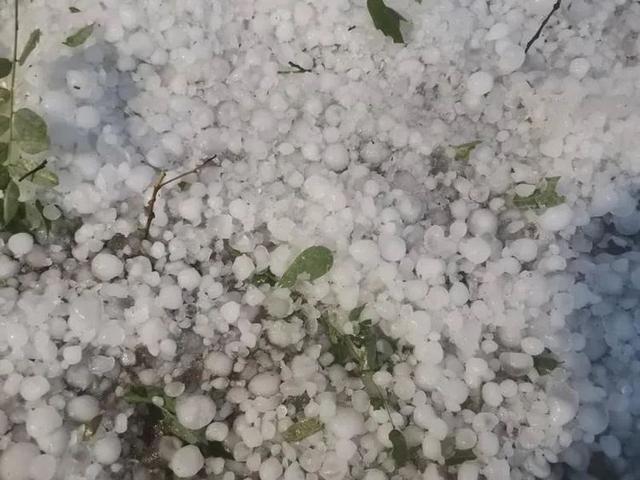 山西苹果冰雹新闻最新山西苹果价格表今日价格-第2张图片-亚星国际官网