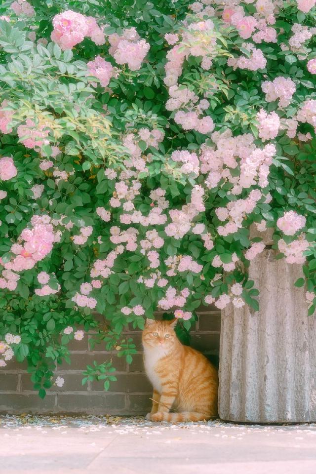 猫儿m手机版怎么下载猫耳下载的音频怎么转mp3-第1张图片-亚星国际官网