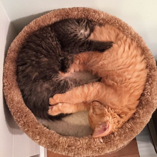 苹果版猫咪段子成年版猫咪二维码图片-第2张图片-亚星国际官网