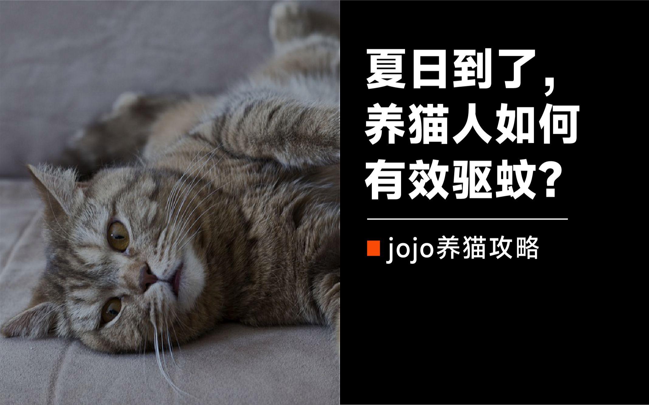 猫咪清爽版苹果下载clashofwindows小猫咪安装包-第1张图片-亚星国际官网