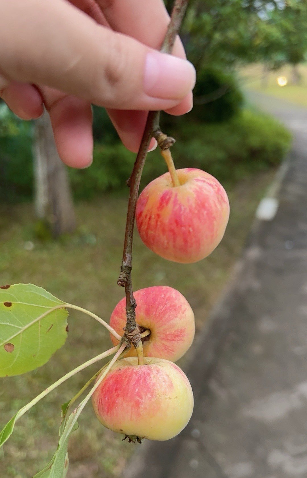 湖南销售版小苹果野生小苹果叫什么果-第2张图片-亚星国际官网