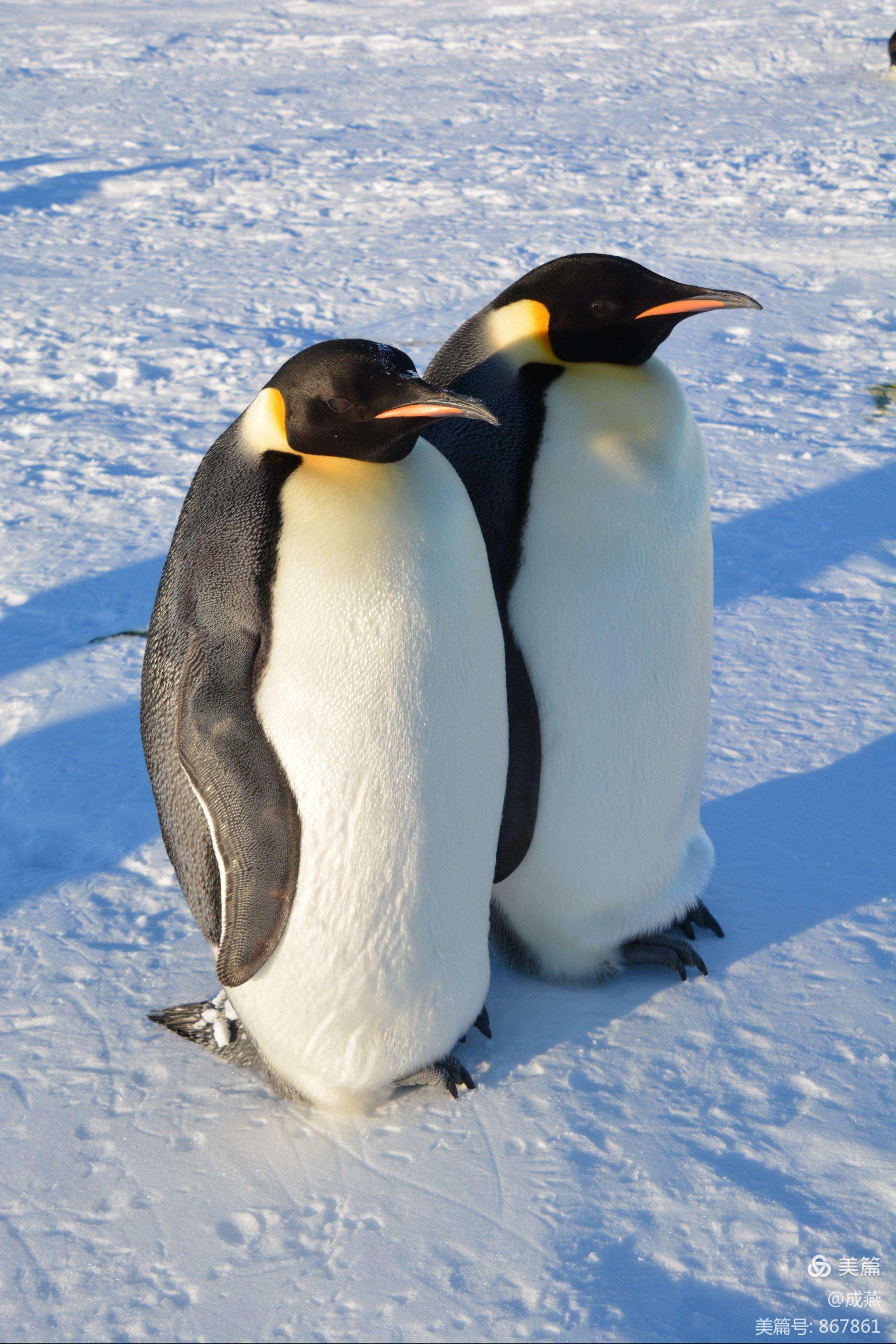 疯狂的企鹅手机版(疯狂的企鹅什么意思)-第5张图片-QuickQ官网