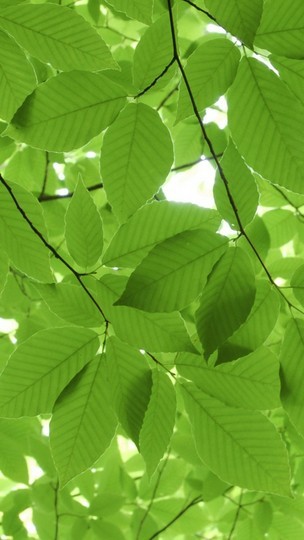 手机安卓精简版系统升级(手机安卓精简版系统升级教程)-第5张图片-QuickQ官网