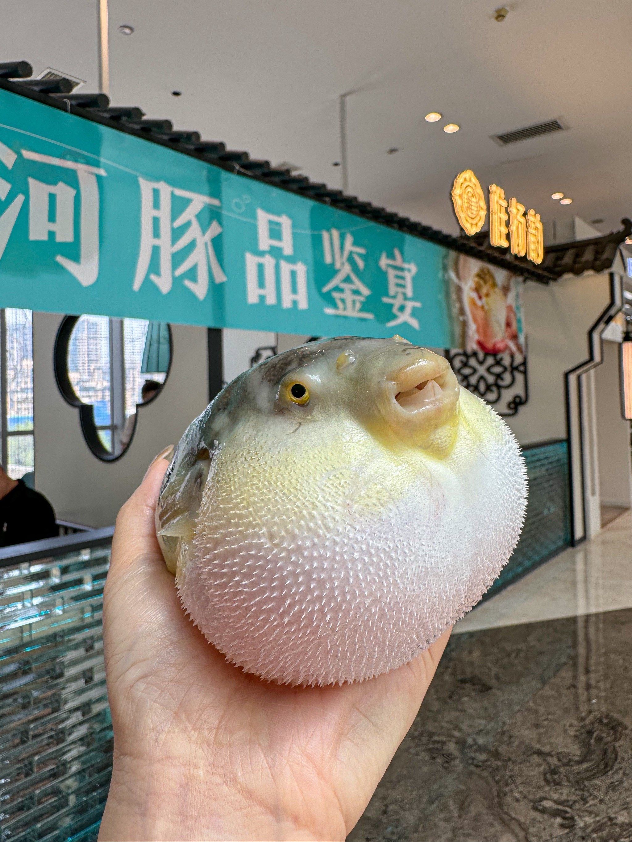 苹果版河豚(河豚直播苹果版131)