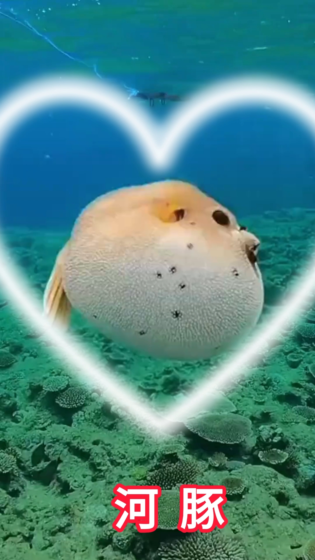 苹果版河豚(河豚直播苹果版131)-第4张图片-QuickQ官网