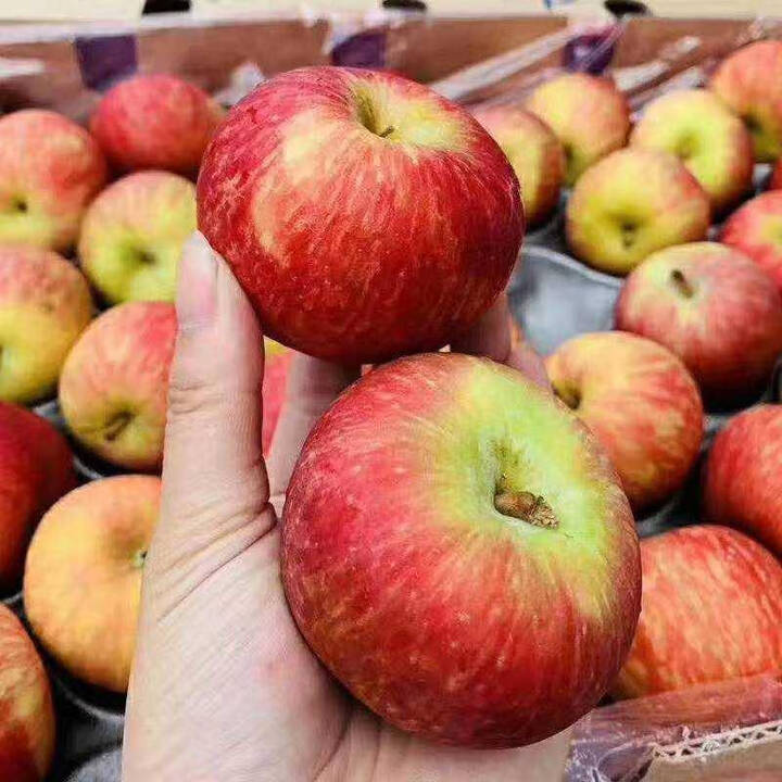 东洋版小苹果(国光小苹果老式品种)-第2张图片-QuickQ官网