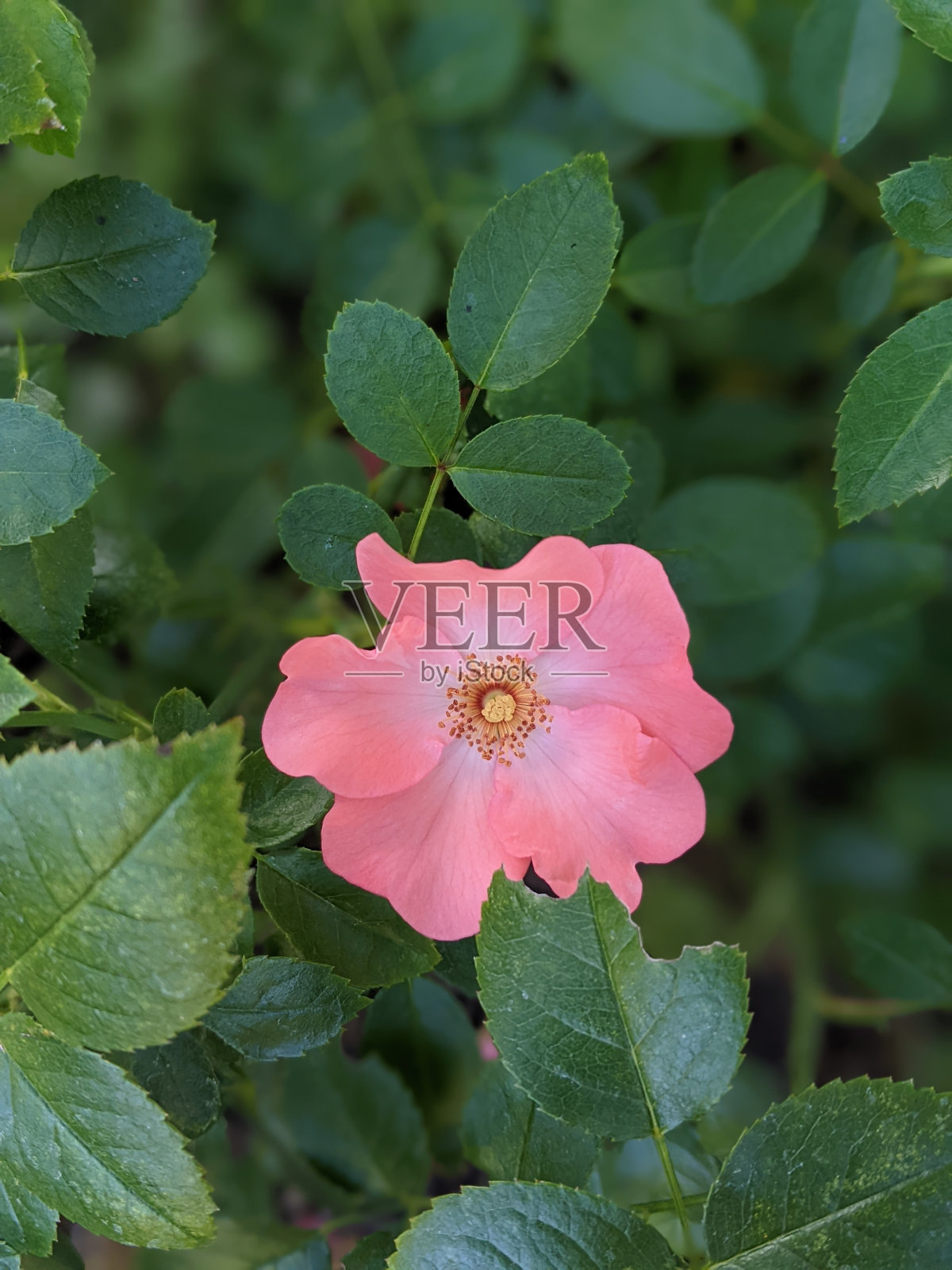 神明的野玫瑰手机版(神明的野玫瑰 小说 全文阅读)